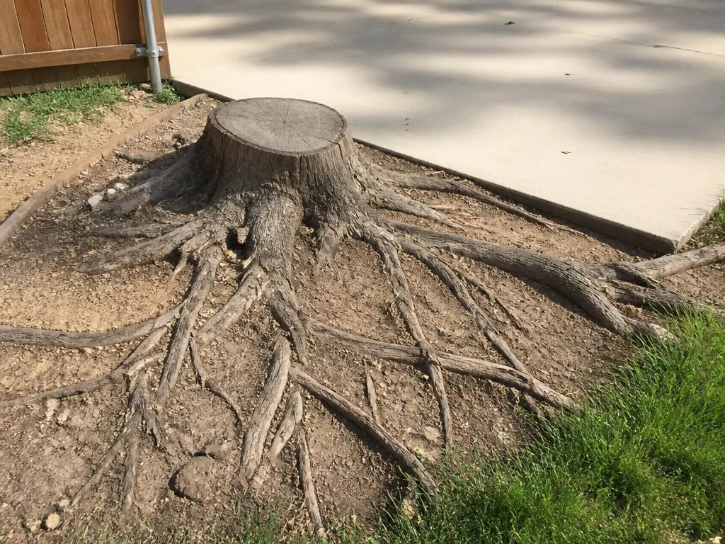 Before — Backyard stump grinding — example — before and after stump grinding comparison