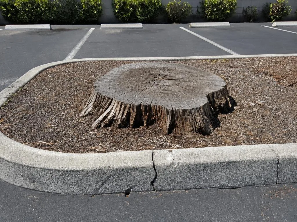 Before — Stump near landscaping — example — before and after stump grinding comparison